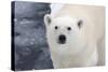 Polar Bear (Ursus maritimus) adult, close-up of head, standing on pack ice, Kong Karls Land-Kevin Elsby-Stretched Canvas