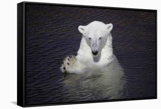 Polar Bear (Ursus maritimus) adult, in water, with paws held together, Ranua Zoo-Bernd Rohrschneider-Framed Stretched Canvas
