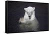 Polar Bear (Ursus maritimus) adult, in water, with paws held together, Ranua Zoo-Bernd Rohrschneider-Framed Stretched Canvas