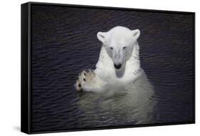 Polar Bear (Ursus maritimus) adult, in water, with paws held together, Ranua Zoo-Bernd Rohrschneider-Framed Stretched Canvas