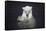 Polar Bear (Ursus maritimus) adult, in water, with paws held together, Ranua Zoo-Bernd Rohrschneider-Framed Stretched Canvas