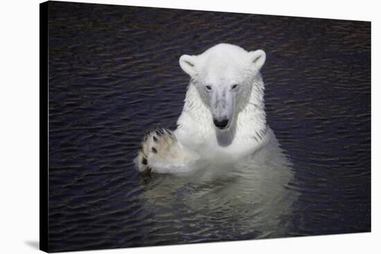 Polar Bear (Ursus maritimus) adult, in water, with paws held together, Ranua Zoo-Bernd Rohrschneider-Stretched Canvas