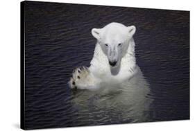 Polar Bear (Ursus maritimus) adult, in water, with paws held together, Ranua Zoo-Bernd Rohrschneider-Stretched Canvas
