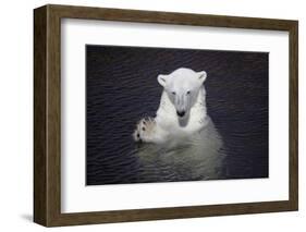 Polar Bear (Ursus maritimus) adult, in water, with paws held together, Ranua Zoo-Bernd Rohrschneider-Framed Photographic Print