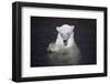 Polar Bear (Ursus maritimus) adult, in water, with paws held together, Ranua Zoo-Bernd Rohrschneider-Framed Photographic Print