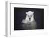 Polar Bear (Ursus maritimus) adult, in water, with paws held together, Ranua Zoo-Bernd Rohrschneider-Framed Photographic Print