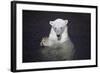 Polar Bear (Ursus maritimus) adult, in water, with paws held together, Ranua Zoo-Bernd Rohrschneider-Framed Photographic Print