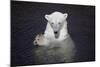 Polar Bear (Ursus maritimus) adult, in water, with paws held together, Ranua Zoo-Bernd Rohrschneider-Mounted Photographic Print