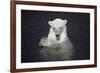 Polar Bear (Ursus maritimus) adult, in water, with paws held together, Ranua Zoo-Bernd Rohrschneider-Framed Photographic Print