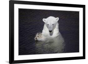 Polar Bear (Ursus maritimus) adult, in water, with paws held together, Ranua Zoo-Bernd Rohrschneider-Framed Photographic Print