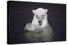 Polar Bear (Ursus maritimus) adult, in water, with paws held together, Ranua Zoo-Bernd Rohrschneider-Stretched Canvas