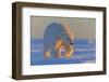 Polar bear (Ursus maritimus), adult male, outside Kaktovik, Alaska, USA.-Sylvain Cordier-Framed Photographic Print