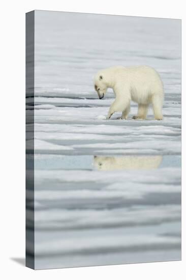 Polar Bear (Ursus maritimus) adult, scraping at pack ice, Svalbard, June-Mark Sisson-Stretched Canvas