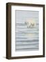 Polar Bear (Ursus maritimus) adult, scraping at pack ice, Svalbard, June-Mark Sisson-Framed Photographic Print