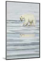 Polar Bear (Ursus maritimus) adult, scraping at pack ice, Svalbard, June-Mark Sisson-Mounted Photographic Print