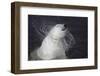 Polar Bear (Ursus maritimus) adult, shaking water from fur, Ranua Zoo-Bernd Rohrschneider-Framed Photographic Print