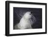 Polar Bear (Ursus maritimus) adult, shaking water from fur, Ranua Zoo-Bernd Rohrschneider-Framed Photographic Print