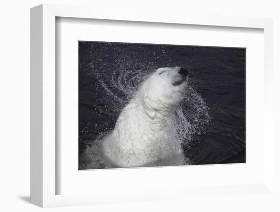 Polar Bear (Ursus maritimus) adult, shaking water from fur, Ranua Zoo-Bernd Rohrschneider-Framed Photographic Print