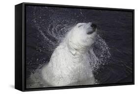 Polar Bear (Ursus maritimus) adult, shaking water from fur, Ranua Zoo-Bernd Rohrschneider-Framed Stretched Canvas