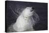 Polar Bear (Ursus maritimus) adult, shaking water from fur, Ranua Zoo-Bernd Rohrschneider-Stretched Canvas