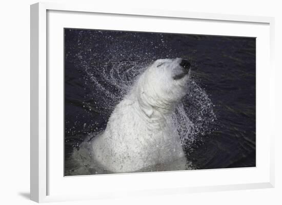 Polar Bear (Ursus maritimus) adult, shaking water from fur, Ranua Zoo-Bernd Rohrschneider-Framed Photographic Print