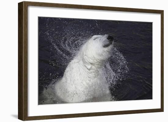 Polar Bear (Ursus maritimus) adult, shaking water from fur, Ranua Zoo-Bernd Rohrschneider-Framed Photographic Print