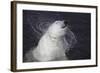 Polar Bear (Ursus maritimus) adult, shaking water from fur, Ranua Zoo-Bernd Rohrschneider-Framed Photographic Print