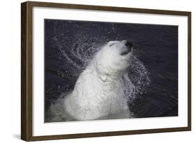 Polar Bear (Ursus maritimus) adult, shaking water from fur, Ranua Zoo-Bernd Rohrschneider-Framed Photographic Print