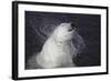 Polar Bear (Ursus maritimus) adult, shaking water from fur, Ranua Zoo-Bernd Rohrschneider-Framed Photographic Print