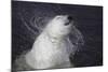 Polar Bear (Ursus maritimus) adult, shaking water from fur, Ranua Zoo-Bernd Rohrschneider-Mounted Photographic Print
