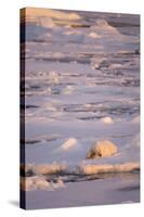 Polar Bear (Ursus maritimus) adult, sleeping on icefloe at sunset, Erik Eriksenstretet, Svalbard-Bernd Rohrschneider-Stretched Canvas