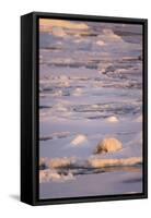 Polar Bear (Ursus maritimus) adult, sleeping on icefloe at sunset, Erik Eriksenstretet, Svalbard-Bernd Rohrschneider-Framed Stretched Canvas