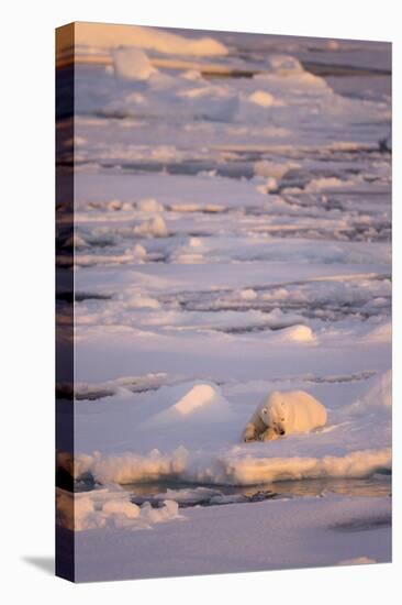 Polar Bear (Ursus maritimus) adult, sleeping on icefloe at sunset, Erik Eriksenstretet, Svalbard-Bernd Rohrschneider-Stretched Canvas