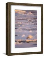 Polar Bear (Ursus maritimus) adult, sleeping on icefloe at sunset, Erik Eriksenstretet, Svalbard-Bernd Rohrschneider-Framed Photographic Print