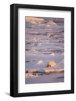 Polar Bear (Ursus maritimus) adult, sleeping on icefloe at sunset, Erik Eriksenstretet, Svalbard-Bernd Rohrschneider-Framed Photographic Print