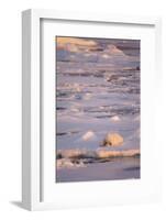 Polar Bear (Ursus maritimus) adult, sleeping on icefloe at sunset, Erik Eriksenstretet, Svalbard-Bernd Rohrschneider-Framed Photographic Print