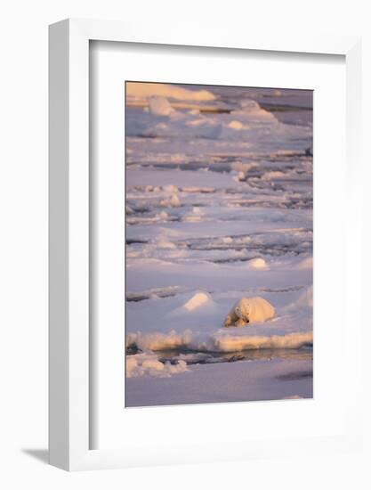 Polar Bear (Ursus maritimus) adult, sleeping on icefloe at sunset, Erik Eriksenstretet, Svalbard-Bernd Rohrschneider-Framed Photographic Print