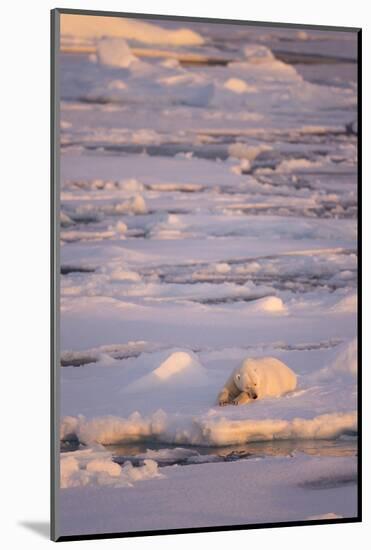 Polar Bear (Ursus maritimus) adult, sleeping on icefloe at sunset, Erik Eriksenstretet, Svalbard-Bernd Rohrschneider-Mounted Photographic Print