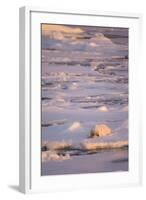 Polar Bear (Ursus maritimus) adult, sleeping on icefloe at sunset, Erik Eriksenstretet, Svalbard-Bernd Rohrschneider-Framed Photographic Print