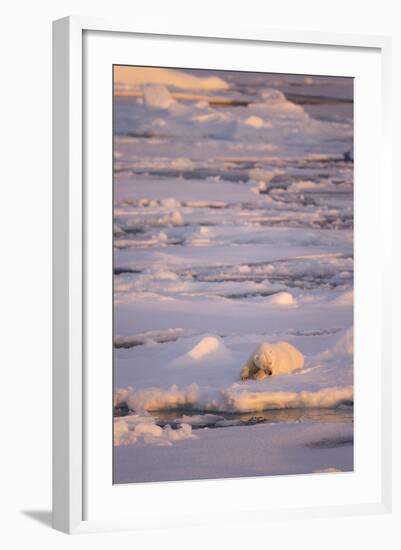 Polar Bear (Ursus maritimus) adult, sleeping on icefloe at sunset, Erik Eriksenstretet, Svalbard-Bernd Rohrschneider-Framed Photographic Print