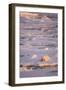 Polar Bear (Ursus maritimus) adult, sleeping on icefloe at sunset, Erik Eriksenstretet, Svalbard-Bernd Rohrschneider-Framed Photographic Print