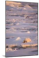 Polar Bear (Ursus maritimus) adult, sleeping on icefloe at sunset, Erik Eriksenstretet, Svalbard-Bernd Rohrschneider-Mounted Photographic Print
