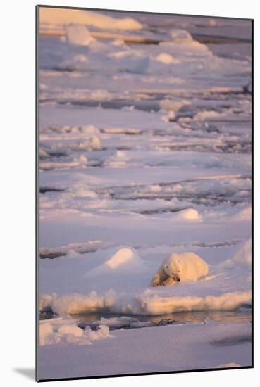 Polar Bear (Ursus maritimus) adult, sleeping on icefloe at sunset, Erik Eriksenstretet, Svalbard-Bernd Rohrschneider-Mounted Photographic Print