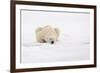 Polar Bear (Ursus maritimus) adult, sleeping on snow, Murchisonfjorden, Svalbard-Jules Cox-Framed Photographic Print