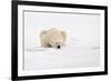 Polar Bear (Ursus maritimus) adult, sleeping on snow, Murchisonfjorden, Svalbard-Jules Cox-Framed Photographic Print