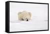 Polar Bear (Ursus maritimus) adult, sleeping on snow, Murchisonfjorden, Svalbard-Jules Cox-Framed Stretched Canvas