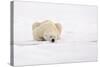 Polar Bear (Ursus maritimus) adult, sleeping on snow, Murchisonfjorden, Svalbard-Jules Cox-Stretched Canvas