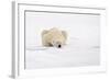 Polar Bear (Ursus maritimus) adult, sleeping on snow, Murchisonfjorden, Svalbard-Jules Cox-Framed Photographic Print