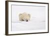 Polar Bear (Ursus maritimus) adult, sleeping on snow, Murchisonfjorden, Svalbard-Jules Cox-Framed Photographic Print