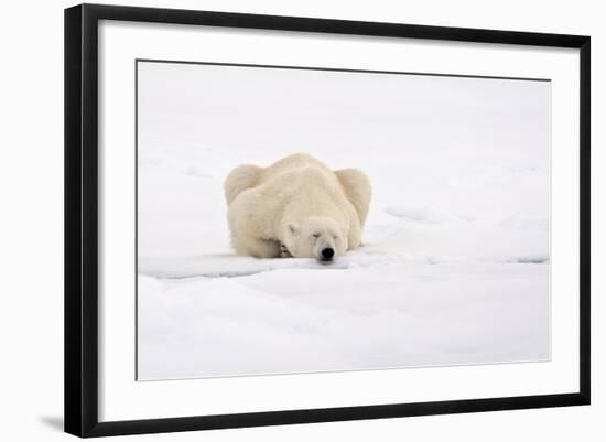 Polar Bear (Ursus maritimus) adult, sleeping on snow, Murchisonfjorden, Svalbard-Jules Cox-Framed Photographic Print